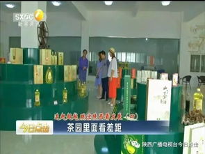 茶園里面看差距 以陜南茶旅融合為鏡，跳出陜西看旅游業務發展